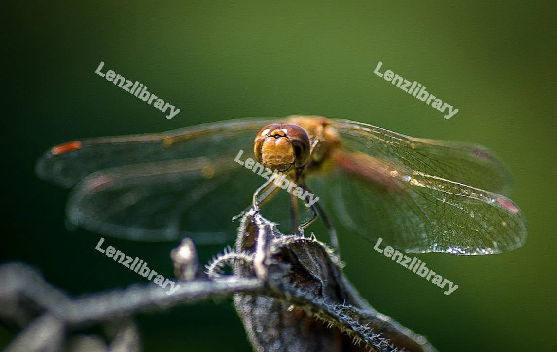 Dragonfly